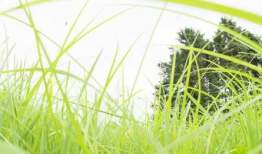 青草视频免费观看,青草视频免费观看，解锁无限精彩