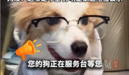 狗视频,视频里的萌宠瞬间